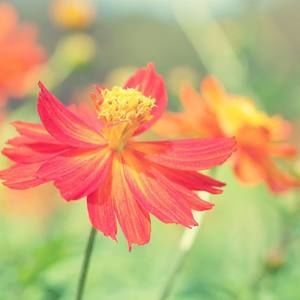 Meet your Posher, Jane